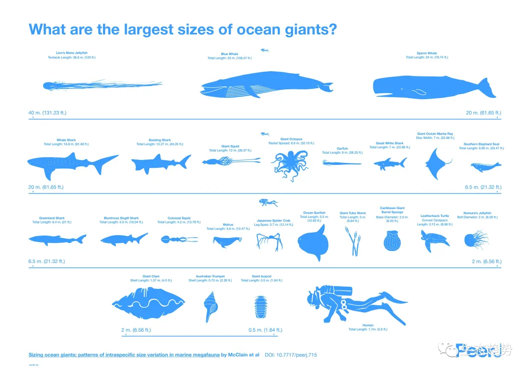 海洋巨型动物的无限可能性