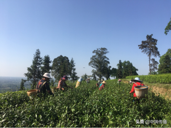 四川隆昌：春意盎然 领略万亩茶山别样风情