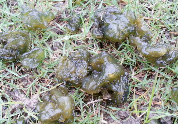 采集地衣有学问,葛仙米可以人工种植