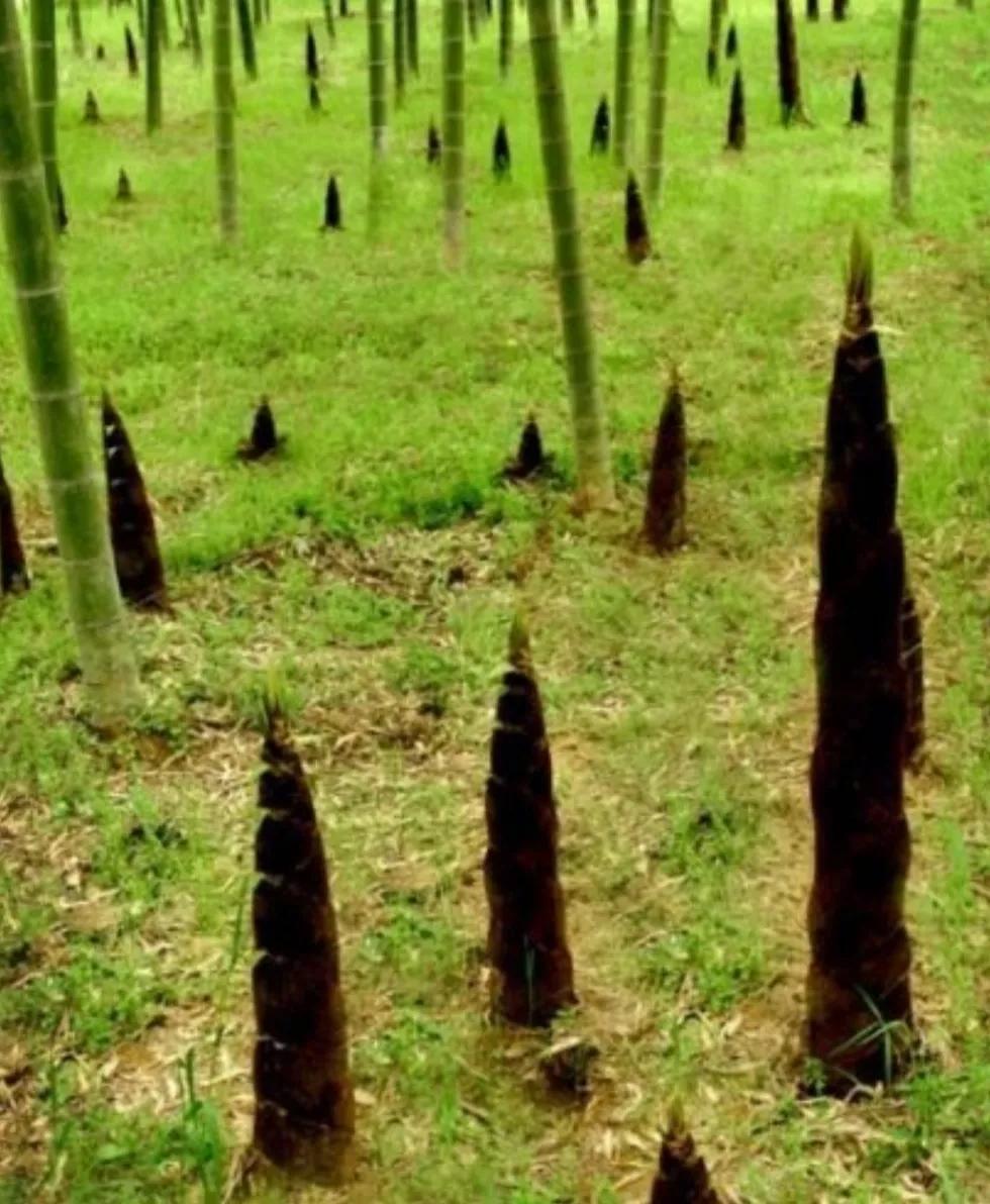 春雨润物细无声，惊醒竹笋破土生，万物复苏绘就人间四月天。