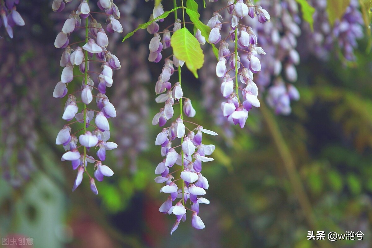 春天的颜色——红白黄紫绿