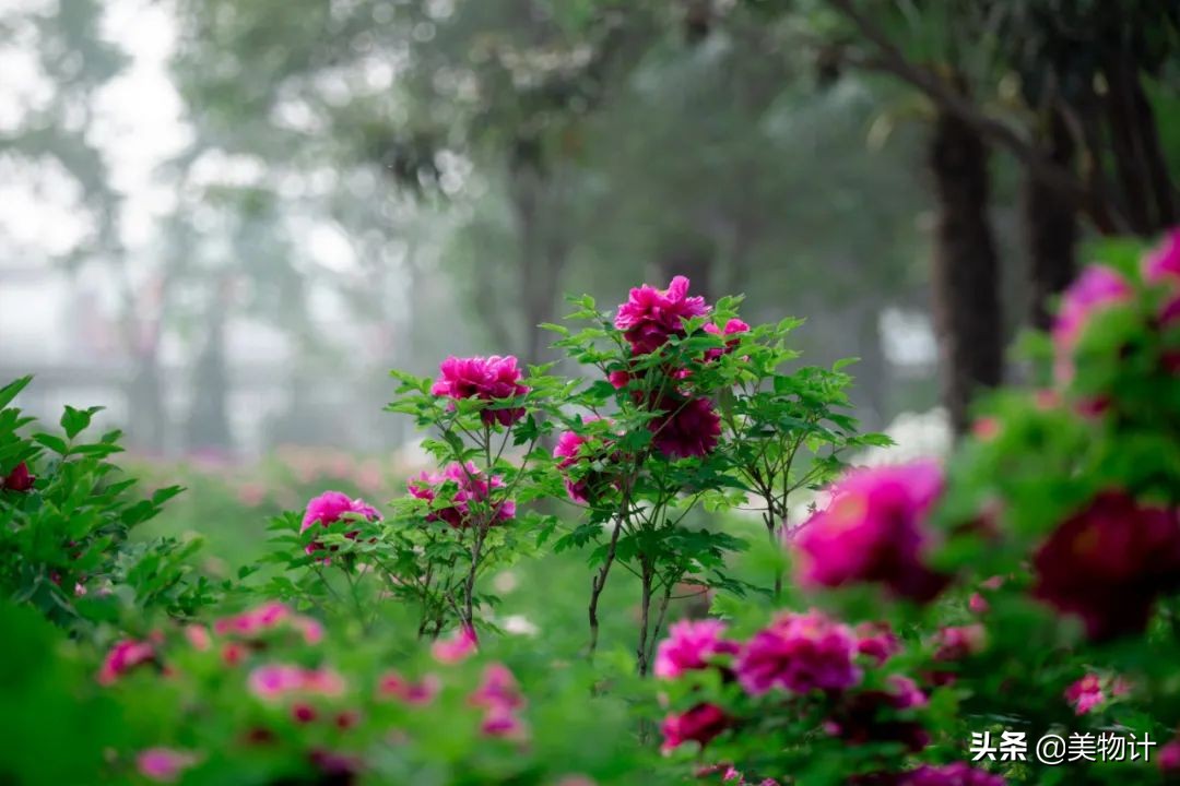 人间富贵花，自贵才芬芳