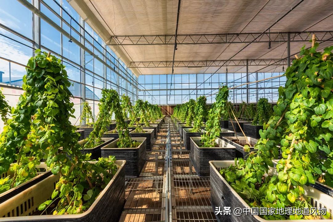 助力蔬菜自由，山东、河南、河北、江苏四省，种菜到底有多猛？