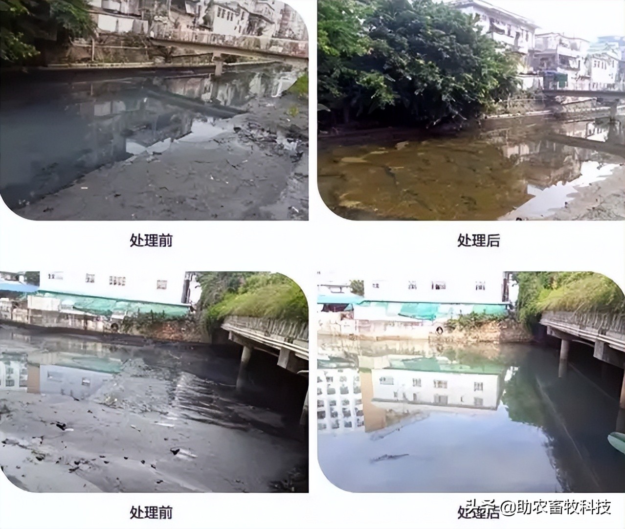 农村黑臭水体的简单快速治理技术，微生物技术显神威且简单成本低