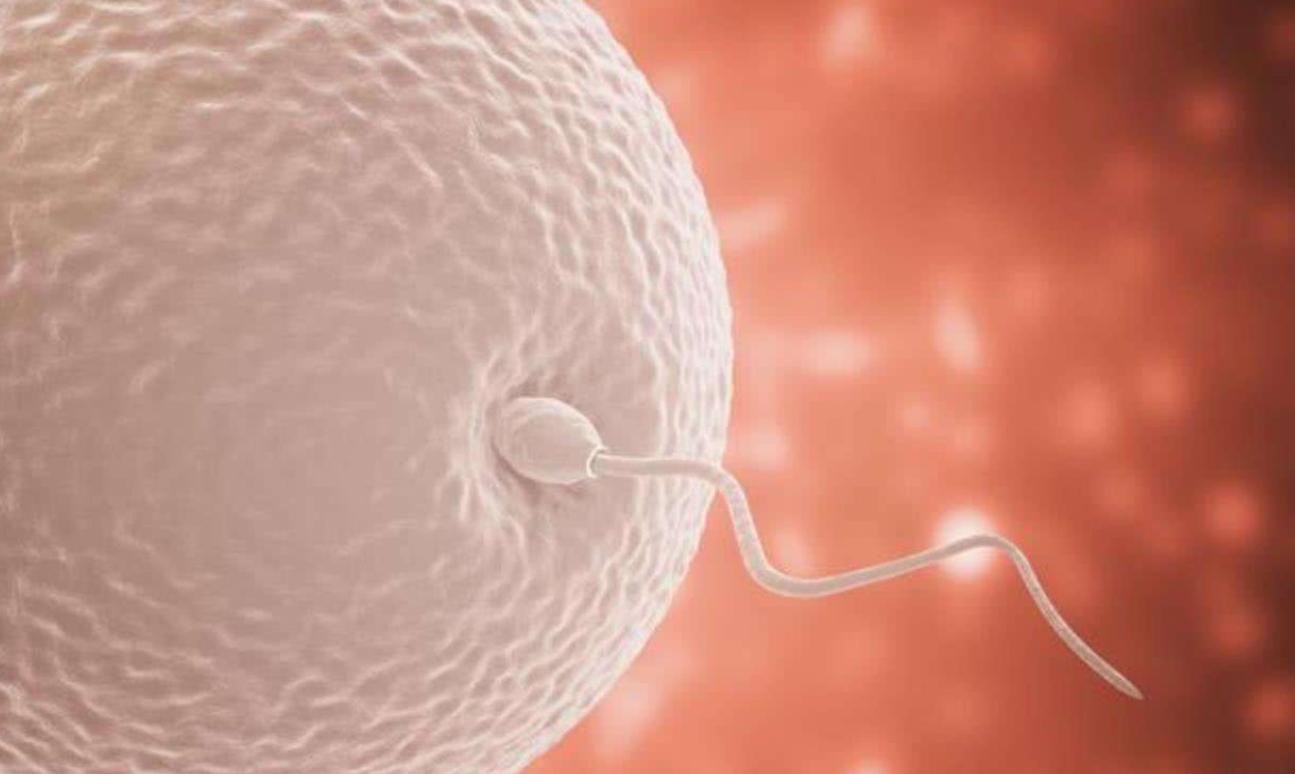 ​生男生女看谁，梦鲤鱼生女孩，梦蛇生男孩，有科学依据吗？