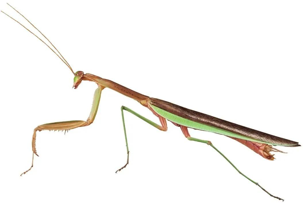 螳螂是益虫还是害虫螳螂是一种非常厉害的益虫力大无比