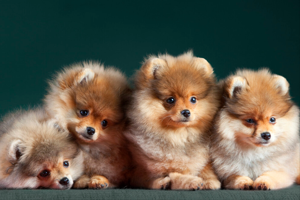 母狗叼着幼崽来找主人，是为了什么？