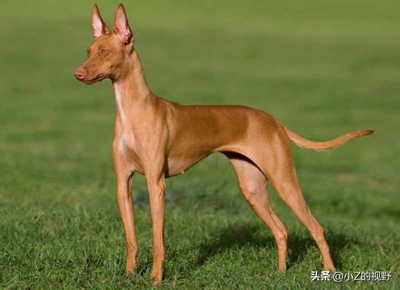 这7种猎犬，都来自非洲大陆，有你们认识的吗？