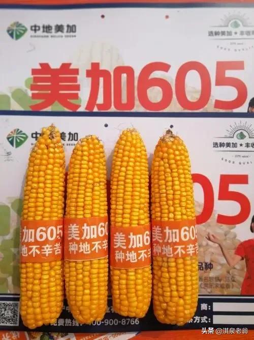 这几个高产玉米新品种您知道吗？来看看吧