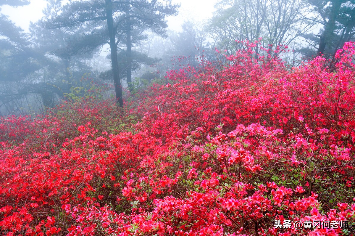 麻城市就一个字强，红安县就一个字红