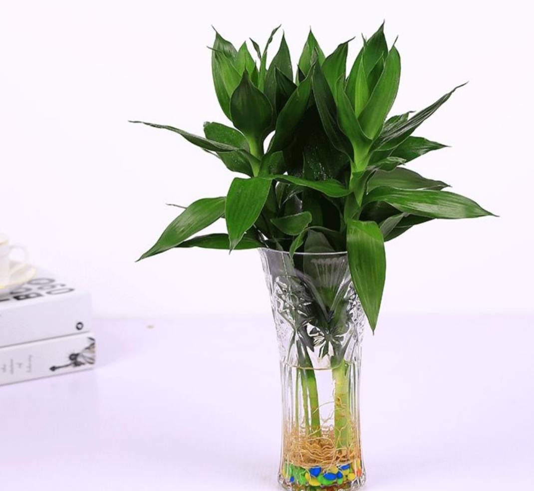 春天富贵竹,喝点"大肥水",叶片蹭蹭长,开花仙又香