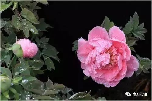 花若盛开，蝶自飞来，人若精彩，幸福开怀