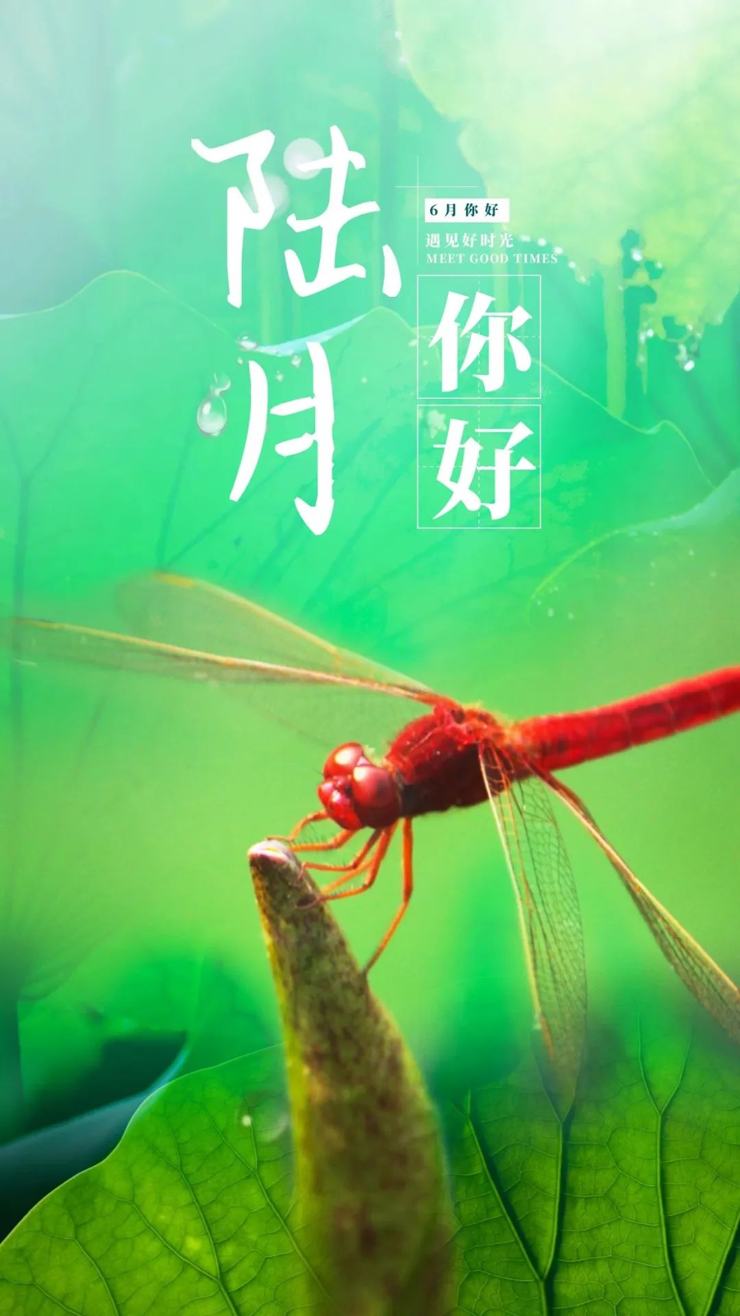 6月你好图片配图高清唯美简单带字,六月朋友圈抖音文案短句语录