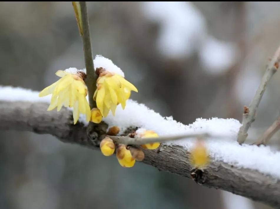 玉雪乘微风，腊梅绽琼枝