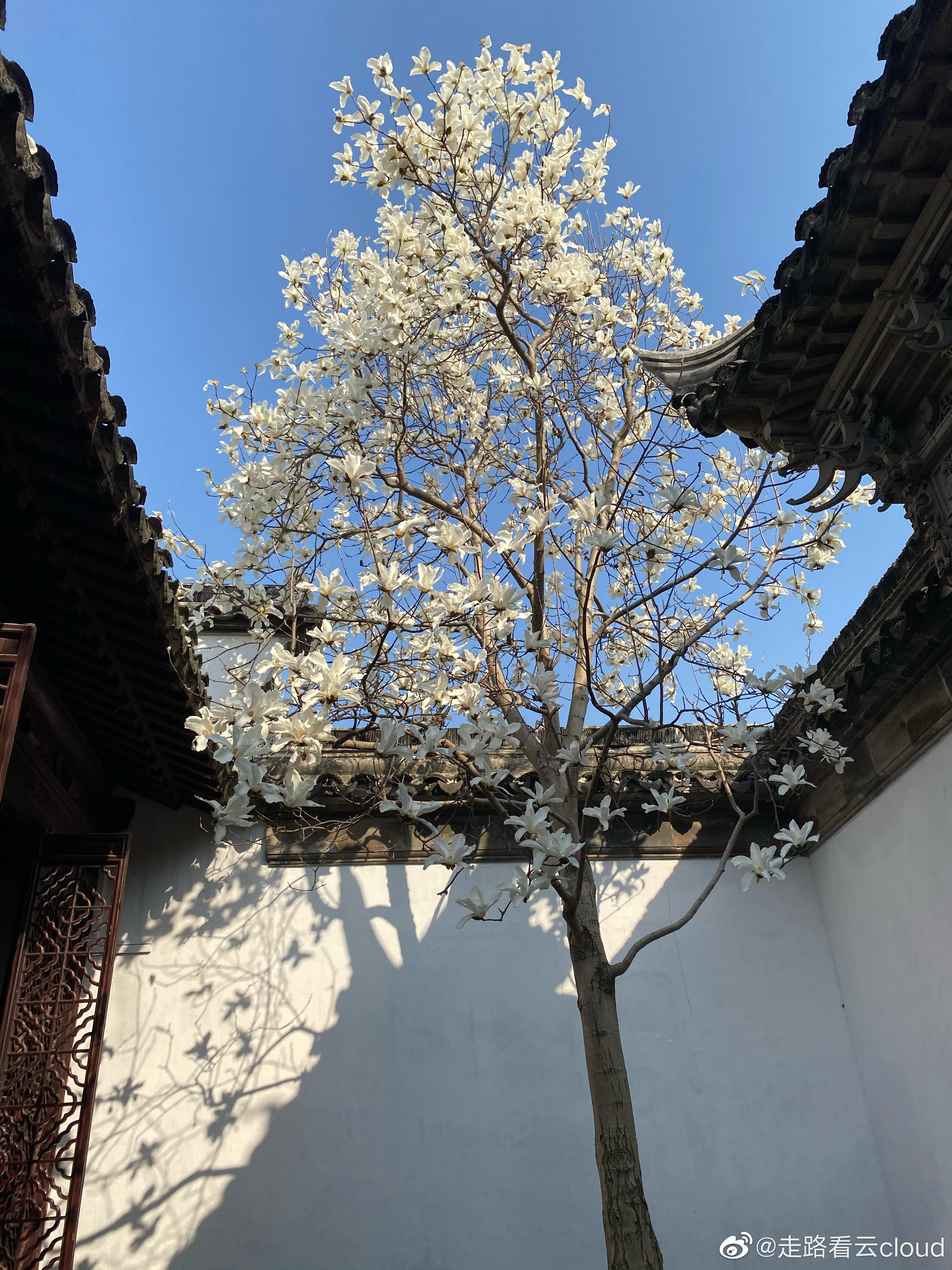 苏州园林的春天,好美的中国风