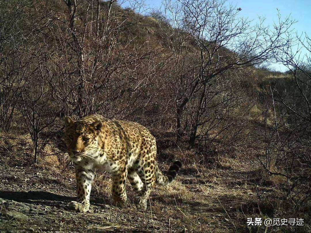 宁夏护林员救华北豹幼崽,7年后"鬼火"烧山濒死,幼豹冲进火海营救