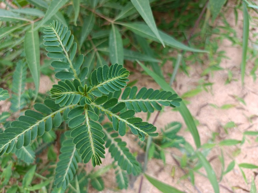 珍珠草的功效与作用,珍珠草可以治肾结石吗