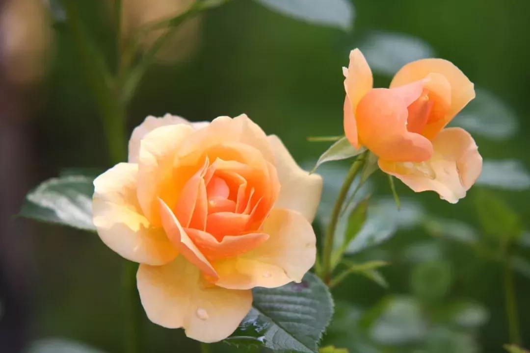 爱花如你，知道中国的十大名花都是哪些吗？