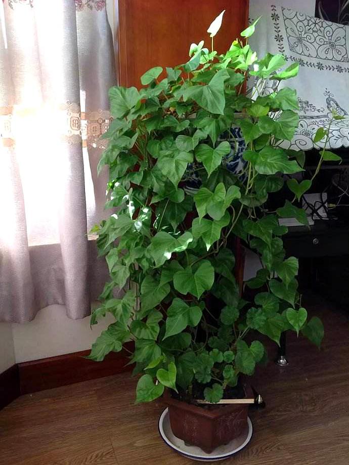 飞羽竹芋是（40款超治愈的家居绿植介绍）