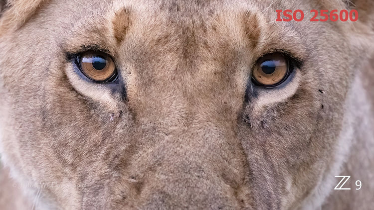 尼康Z9 非洲实战测评（一）优秀的高感画质