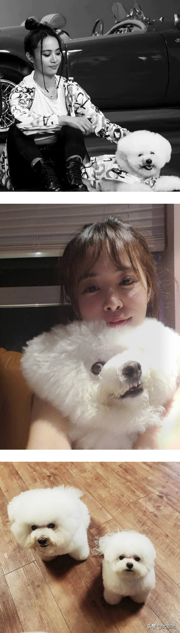 蔡依林的爱犬《比熊》穿GUCCI名牌入镜！获赞：像巨星