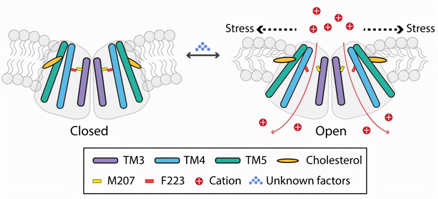 助力新型止痛药开发！南开大学取得重磅研究进展，引国际关注！