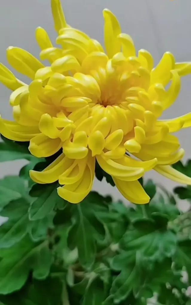 分享图片—漂亮的菊花