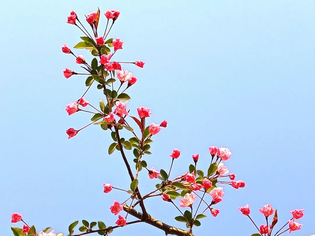 又是一年好春景，“云”游伊璞正当时——伊璞高中春景美图来袭