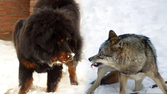 见到一定绕道走!地表战斗力爆表的12种猛犬,一獒战三狼战狮子?