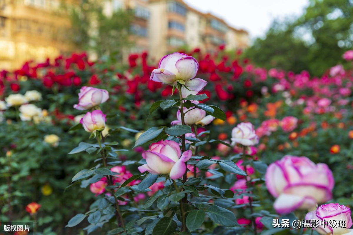 拍花的4個忌諱，攝影小白容易犯錯，正確拍法在后面