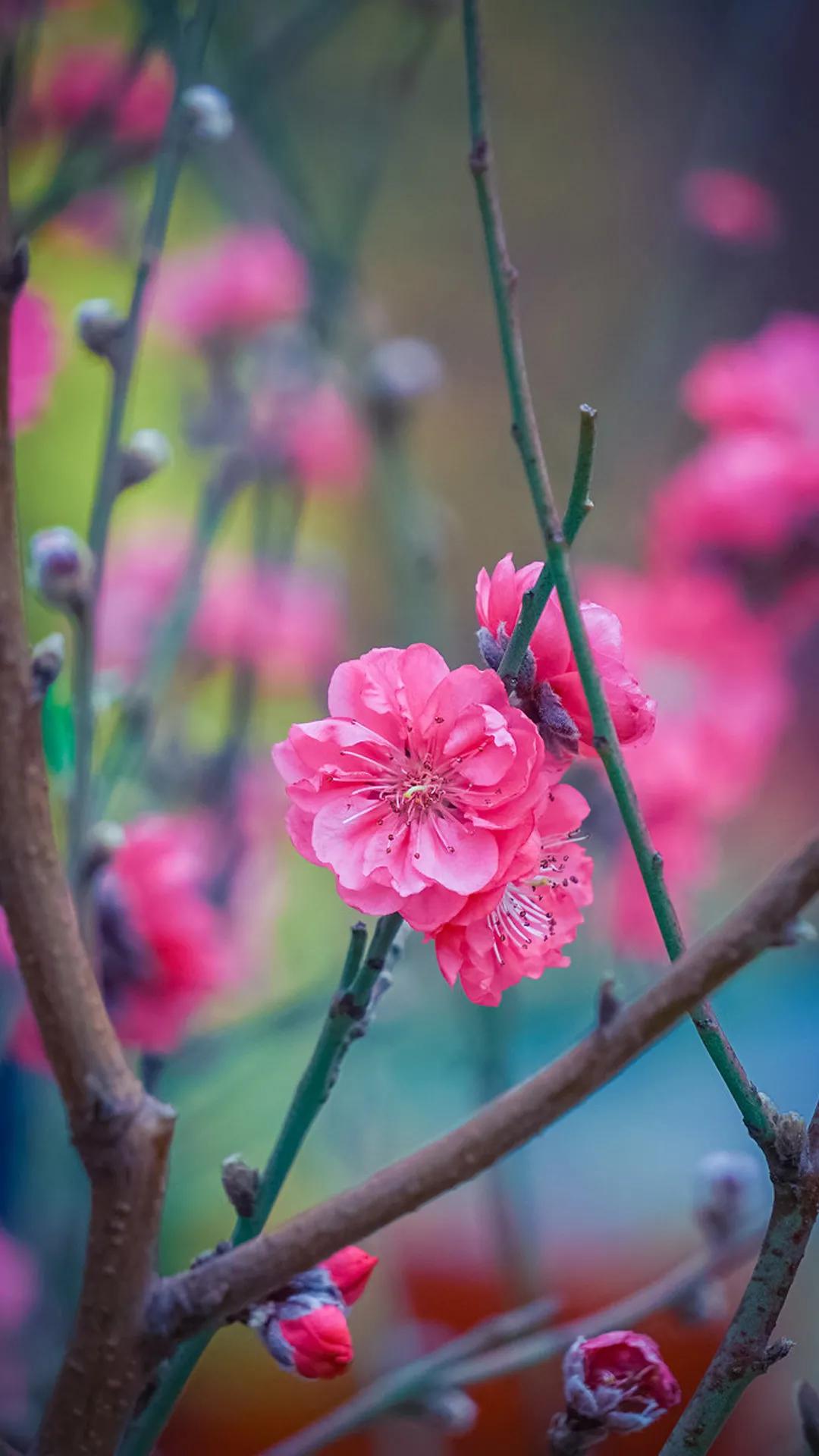 分享图片，浪漫唯美粉红色的花