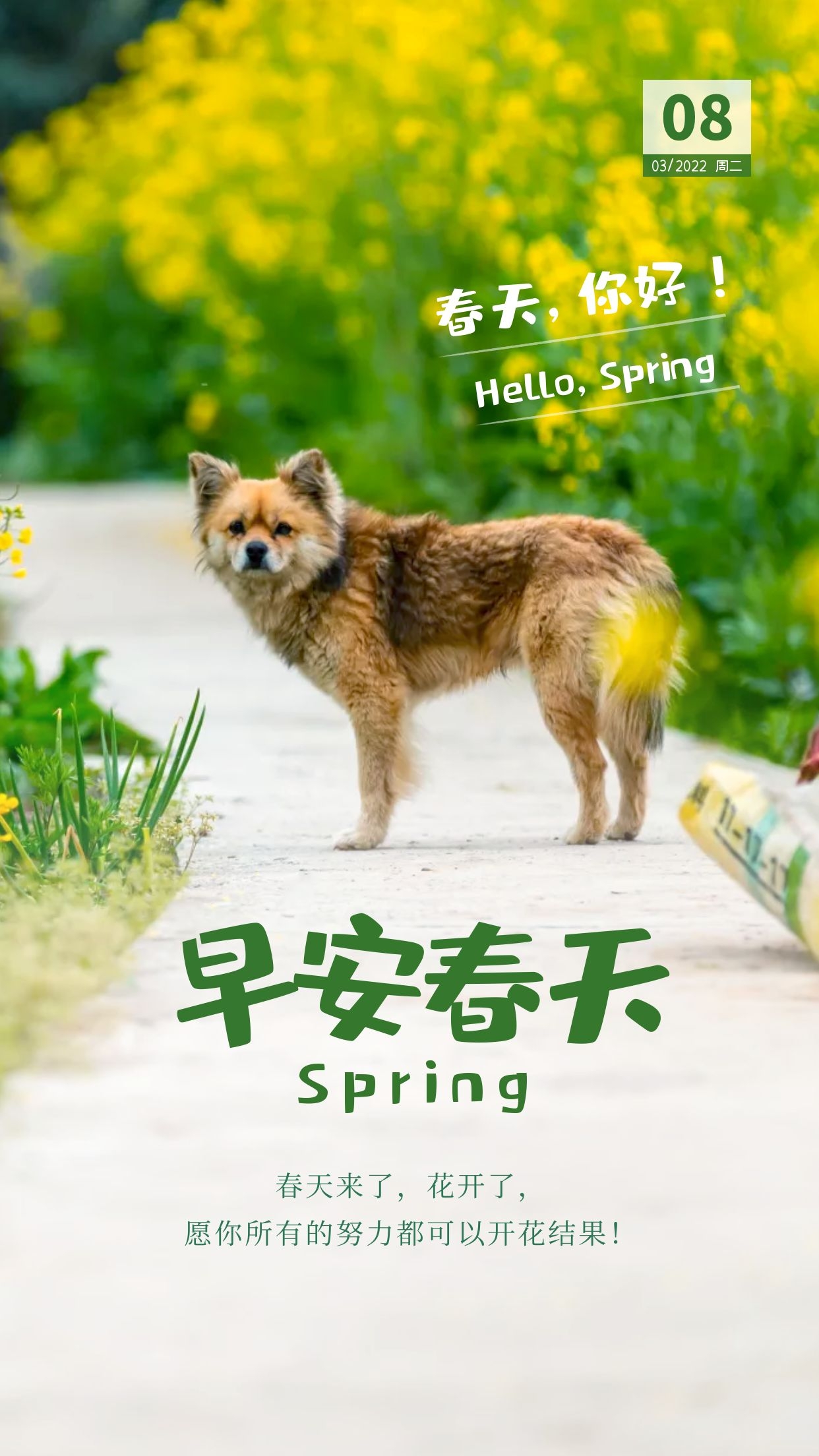 春天来了,花开了,愿你所有的努力都可以开花结果!早安,周二!