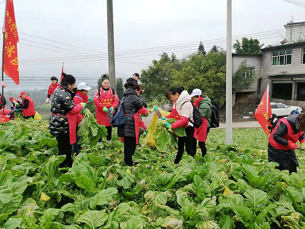 琢胜（重庆）建筑修缮志愿者帮助农户收砍青菜头