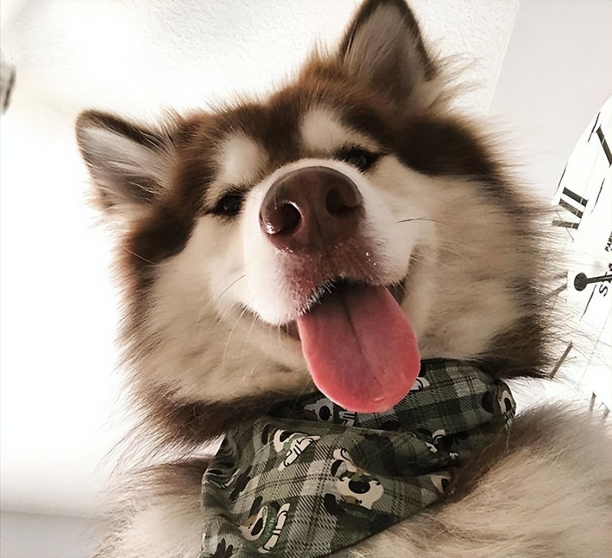 阿拉斯加雪橇犬价格很透明,多少钱一只分幼犬/成年犬-宠物主人