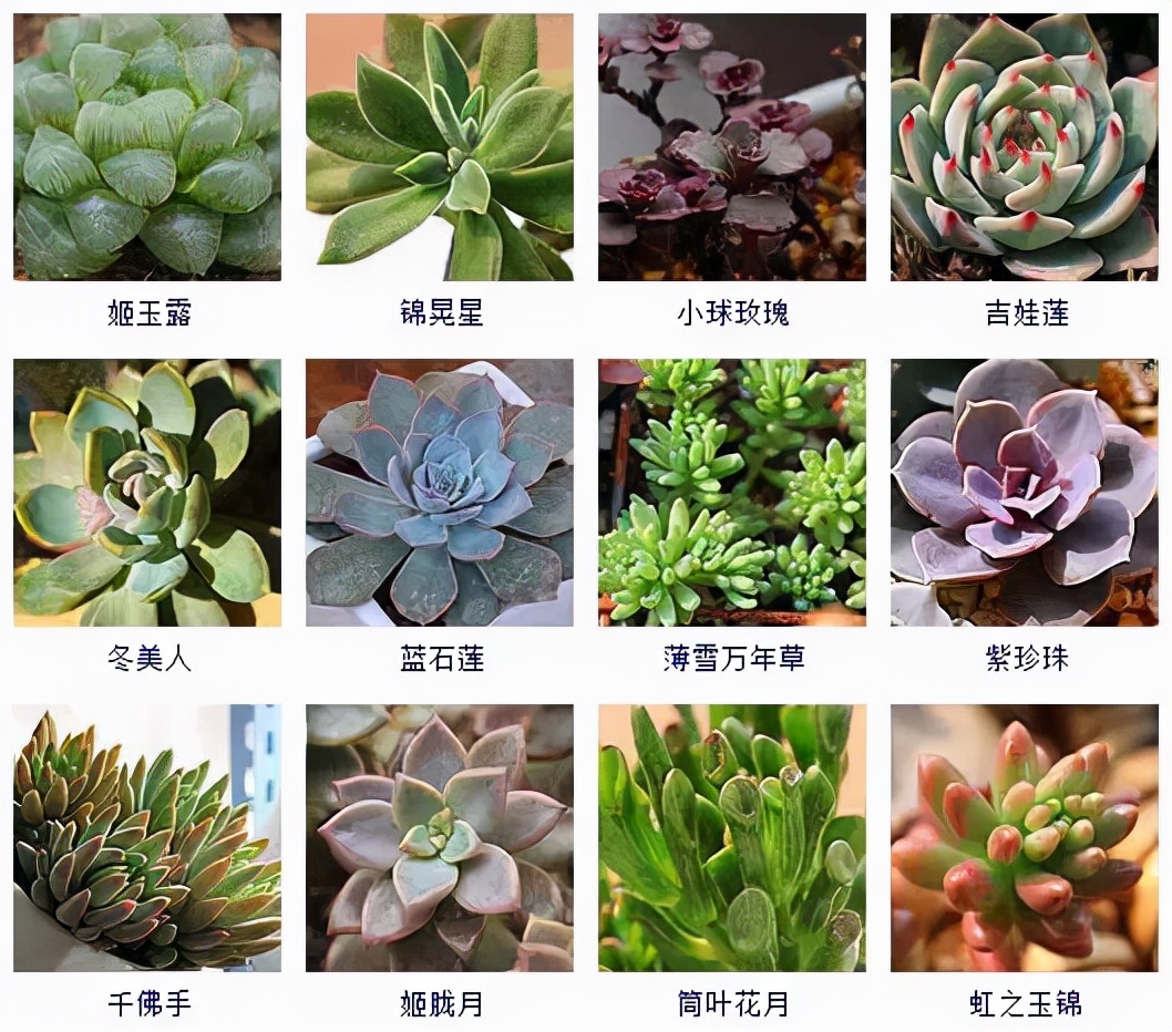 名种植物的名称和图片图片