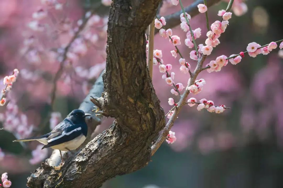 高清大图来袭！湖北高校“最美校花”新鲜出炉！颜值超高，惊艳众人！