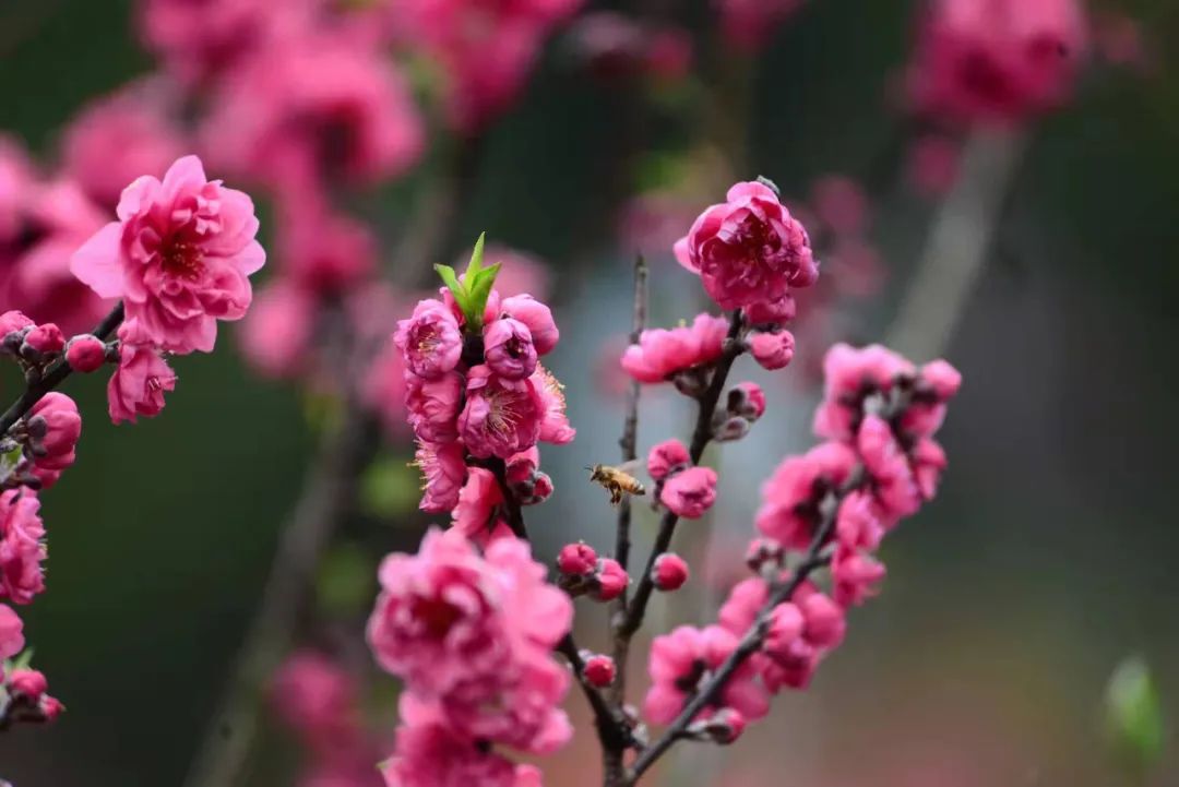 徐霞客在此住了54天，这里是四季花期永不过时的南宁“后花园”……