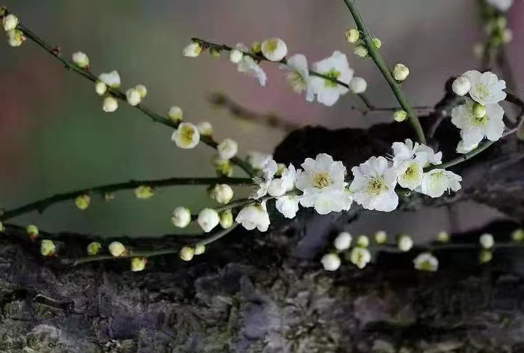 好句子不在多，《菜根谭》里最通透的20个句子