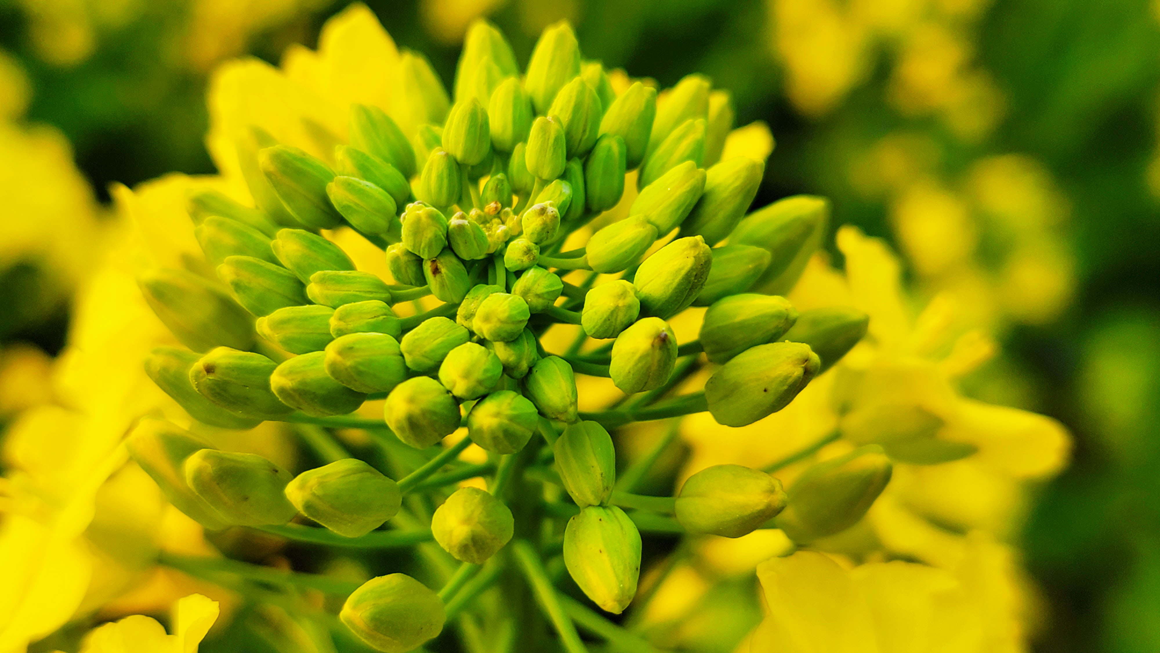 惠风吹拂菜花芳 蝶恋蜂追采蜜忙