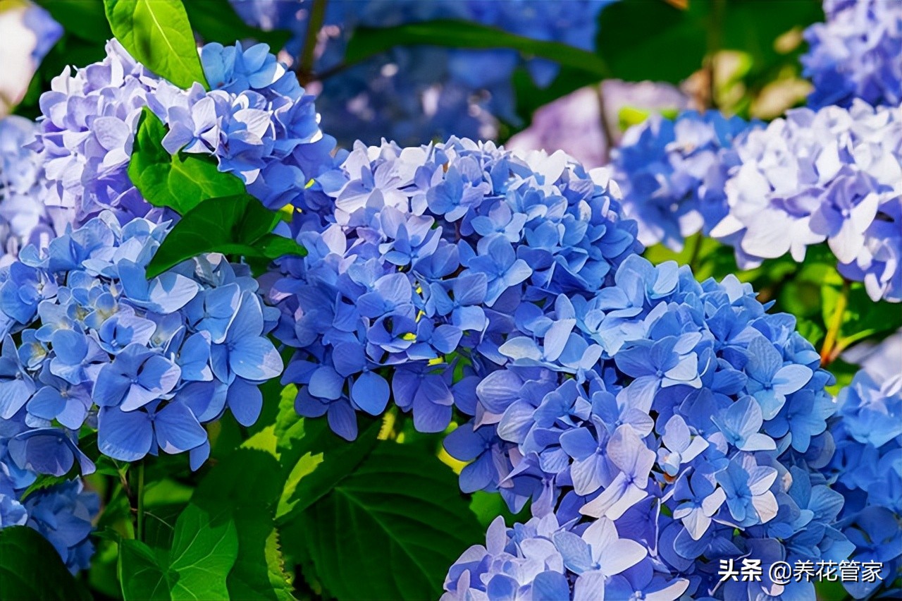 八仙花和绣球花的区别（盘点绣球花和八仙花的几点小区别）