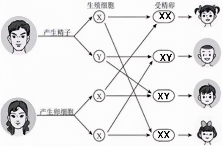 男生染色体是XY，女生的是XX，那染色体是YY的人又会是啥样的呢？