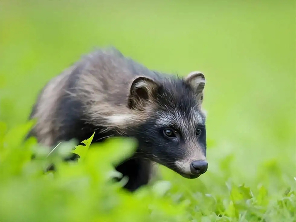 湖北武汉发现"貉子",它是犬科动物中的特例,会用毒计杀死狗獾