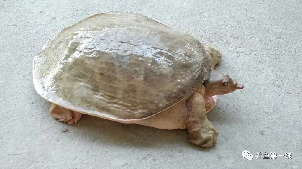 武昌魚和鯿魚的區別是什麼(水生動物圖文欣賞)