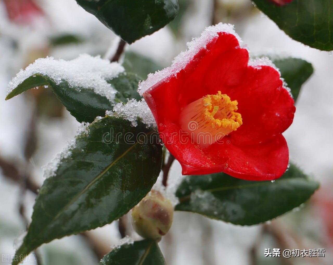 冬日茶花美诗九首：好在朱朱兼白白，一天飞雪映山茶