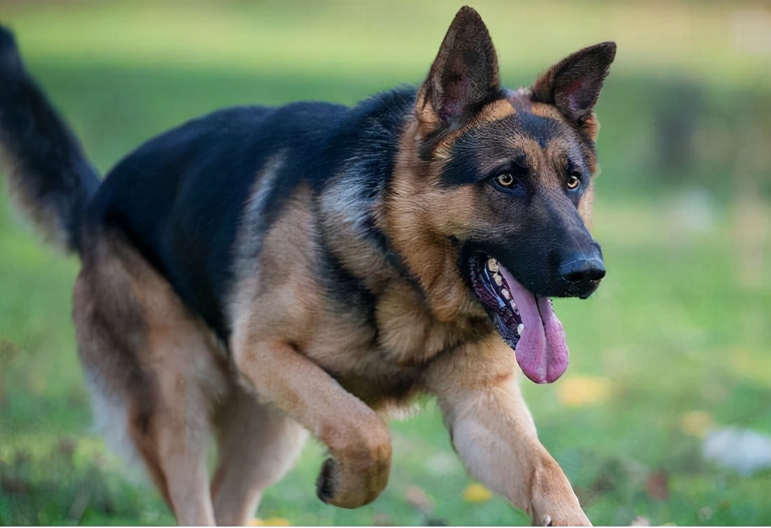 德牧(德國牧羊犬)是原產於德國的工作犬,常用作軍犬,警犬,我們長說的