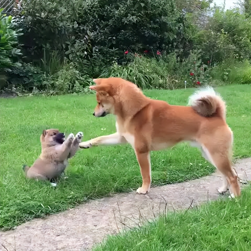 狗狗交配的4种方式，养狗多年的你，可能还不知道