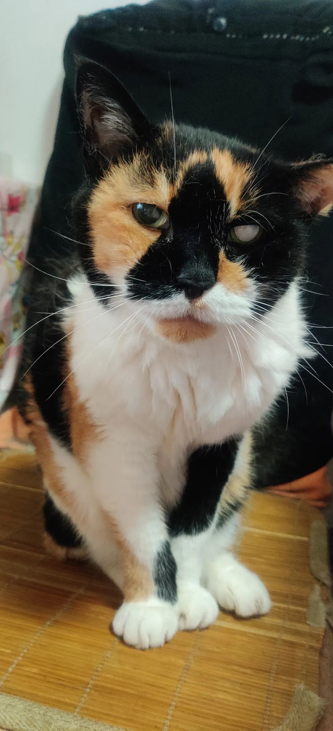 超稀有的三花公猫到底长啥样?这回我终于见到了.