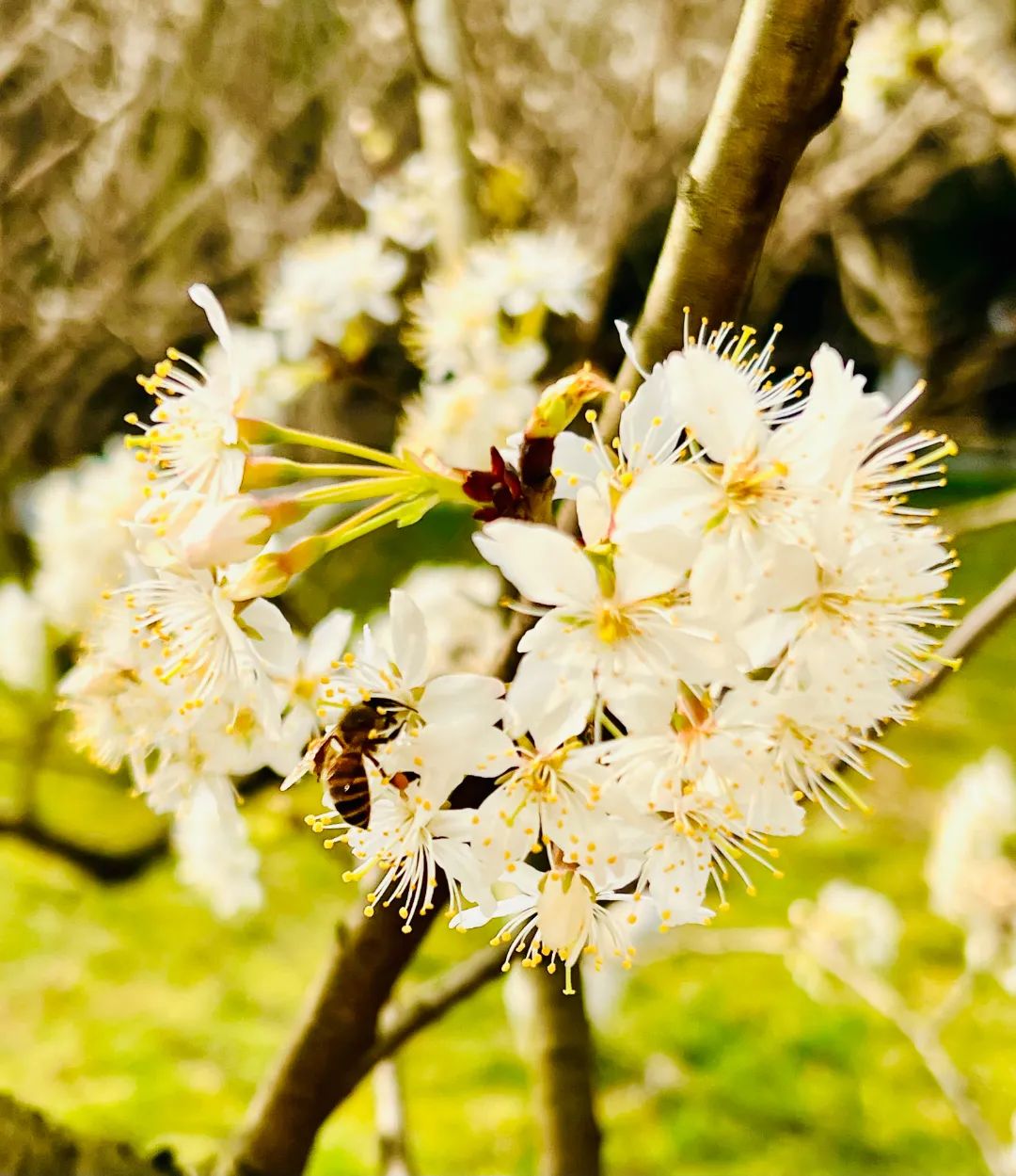 快来看看成都锦城学院的春日美景