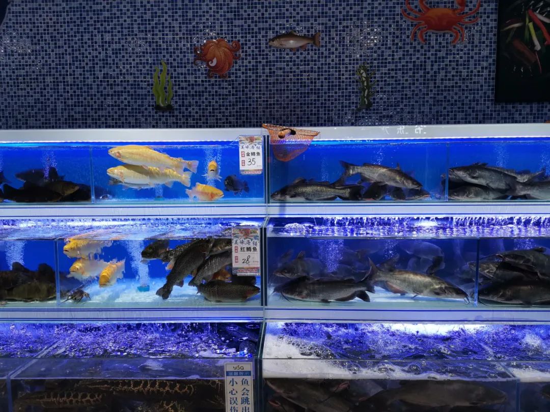 һ����̽���������̳�������������Ӫ��Ӫ+�ֳ�