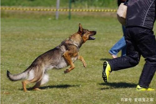 遇到恶犬咬人，打它这里，一击见效